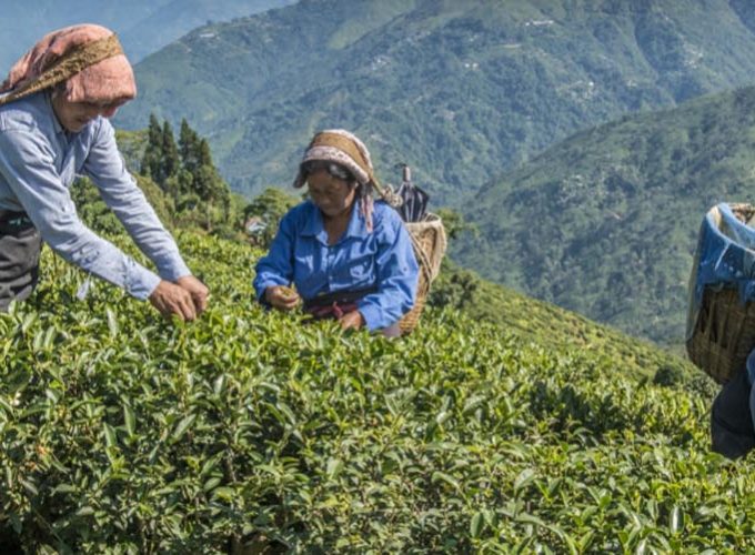 Kolkata Darjeeling Gangtok Tour